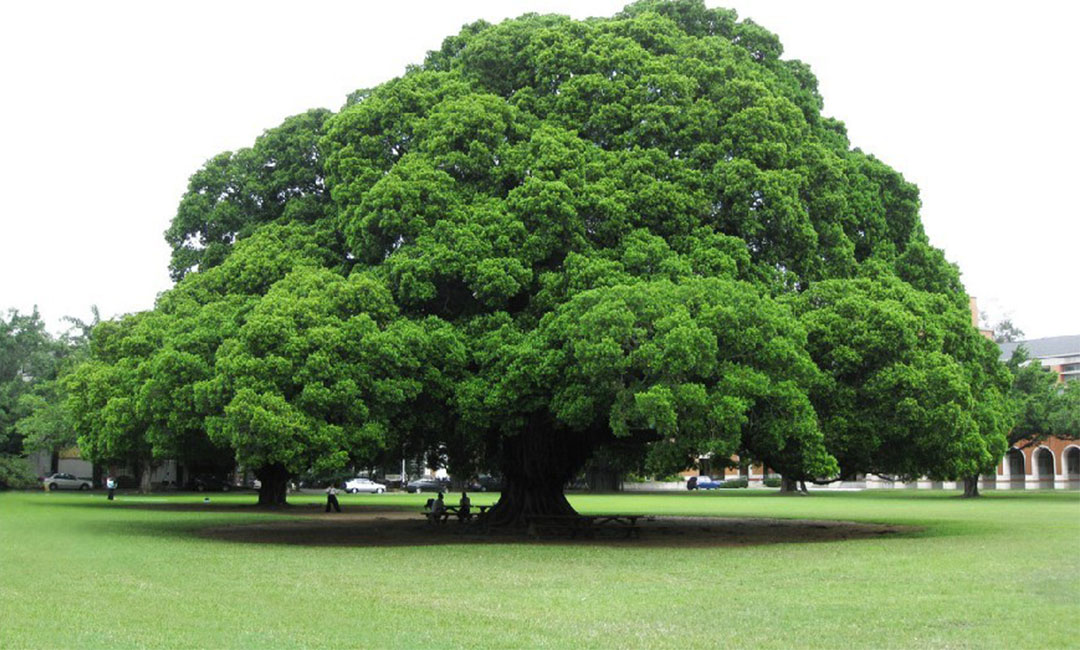 哈尔滨金榕树服务号代运营案例